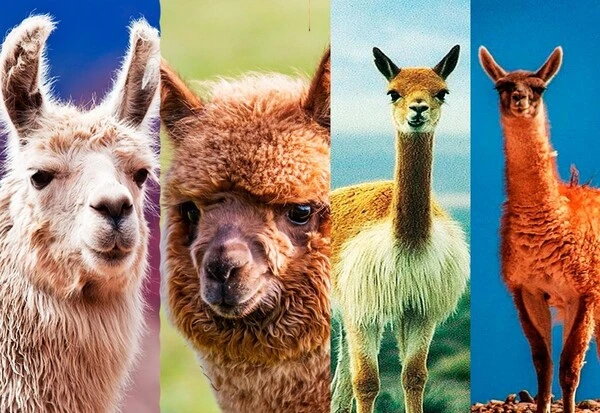 South American camelids in Peru including llama alpaca vicuña and guanaco